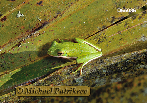 Green Treefrog (Hyla cinerea)